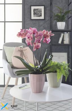 Кашпо для орхідеї Орхідейниця Elegance, кераміка світло-оливковий 73294