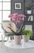 Кашпо для орхідеї Орхідейниця Elegance, кераміка світло-оливковий 73294